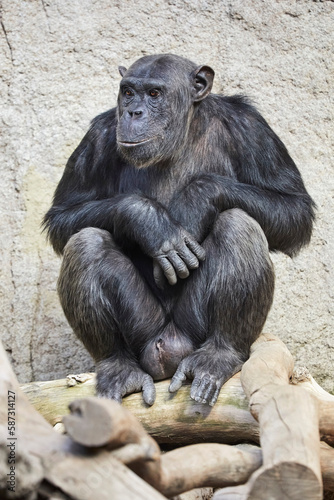 Chimpanzee portrait with fascinating facial expression.
