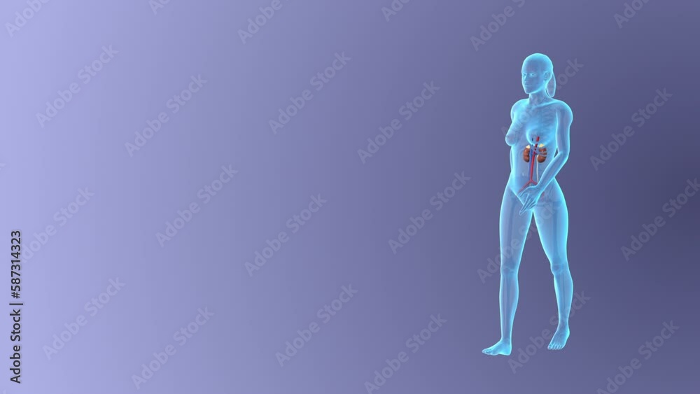 Visualizing the Female Urinary System while walking, loopable Visualizing the Female Urinary System while walking, loopable