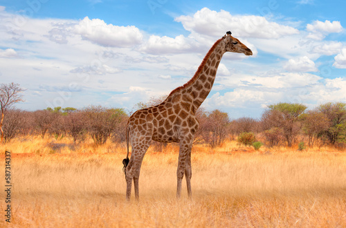 Giraffe walking in yellow grass on the Ethosa national park - Namibia, Africa