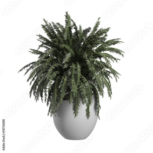 Green plants in white ceramic pots on transparent background PNG file 