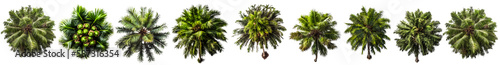 coconut tree PNG. set of coconut trees seen from above isolated on blank background PNG