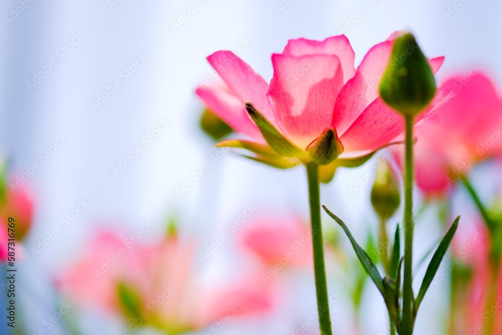 ラナンキュラスラックス