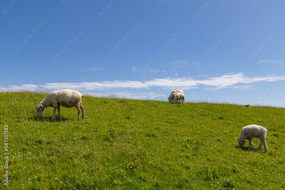 Dune landscape with sheep in St. Peter-Ording, North Friesland, Schleswig-Holstein, Germany, Europe Dune landscape with sheep in St. Peter-Ording, North Friesland, Schleswig-Holstein, Germany, Europe
