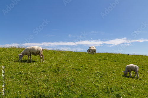 Dune landscape with sheep in St. Peter-Ording  North Friesland  Schleswig-Holstein  Germany  Europe