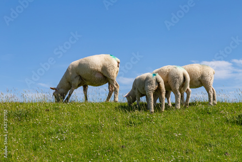 Dune landscape with sheep in St. Peter-Ording, North Friesland, Schleswig-Holstein, Germany, Europe