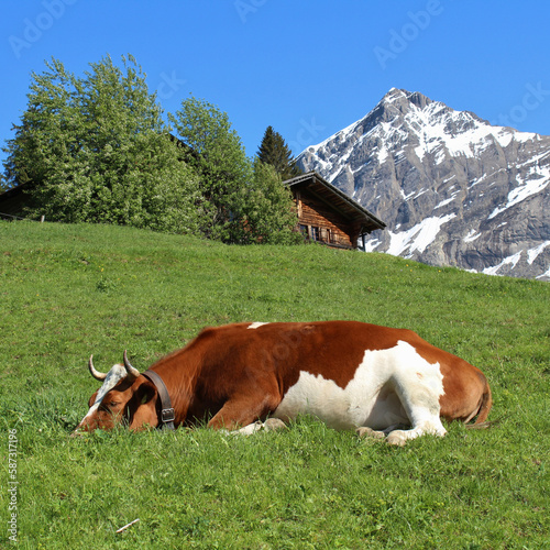 Resting cow on a green meadow, mountain and hut. photo