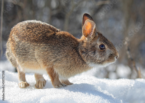 Photography Eastern cottontail rabbit sitting in a winter forest.