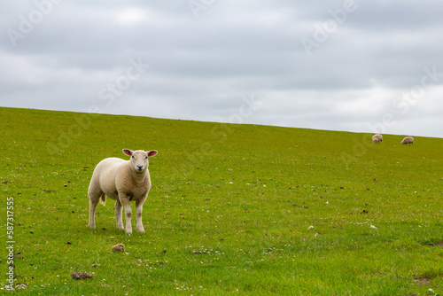 Dike landscape sheep in St. Peter-Ording, North Friesland, Schleswig-Holstein, Germany, Europe