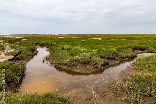 Salt meadow in St. Peter-Ording, North Friesland, Schleswig-Holstein, Germany, Europe