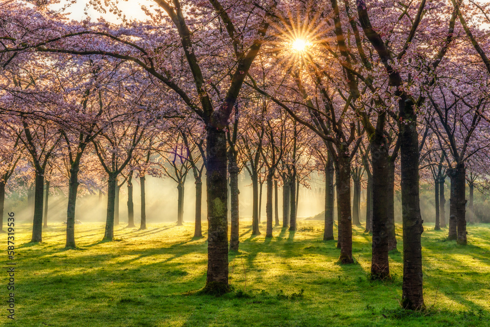 Naklejka premium Early morning blossom