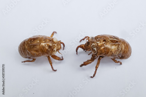 cicada shell isolated white background