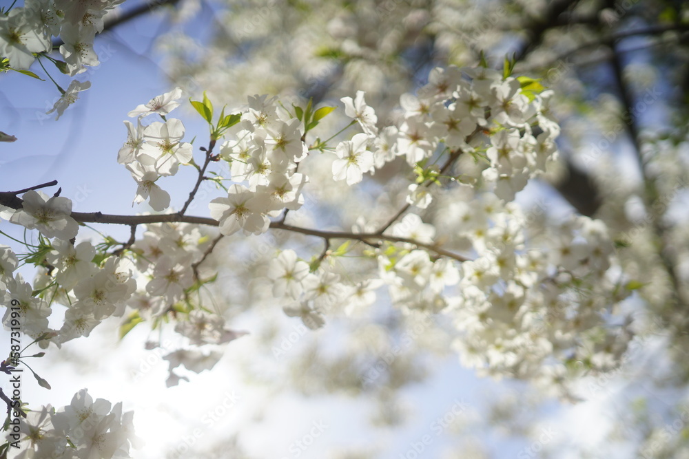 東京の公園で咲く桜の花 東京の公園で咲く桜の花