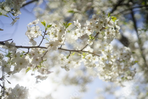 東京の公園で咲く桜の花