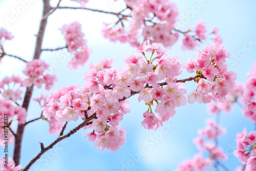 桜