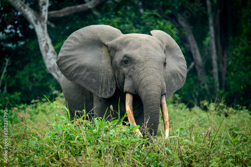 African forest elephant (Loxodonta cyclotis) in dense rainforest undergrowth. Odzala-Kokoua National Park. Cuvette-Ouest Region. Republic of the Congo