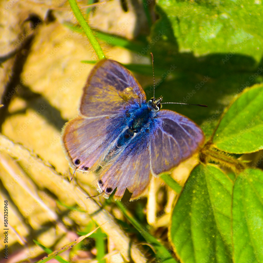 Obraz premium A butterfly sitting on a leaf .