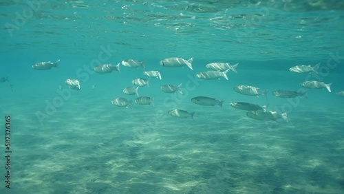 Wallpaper Mural Slow motion, Shoal of Mullet fish swim in shallow water in the sun rays. School of Striped Mullet (Mugil cephalus) swims under water surface over sandy bottom in sunlight Torontodigital.ca