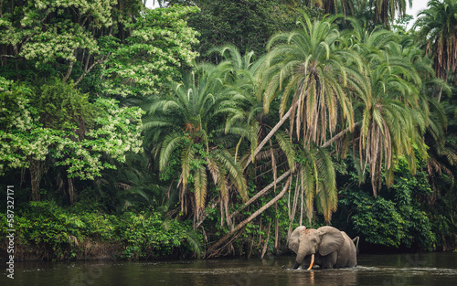 African forest elephant (Loxodonta cyclotis) and the Lekoli River. Odzala-Kokoua National Park. Cuvette-Ouest Region. Republic of the Congo photo