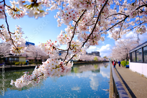 日本の春の風景　江戸川区新川千本桜