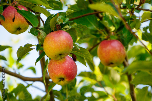 Apples In The Tree Ready For Picking In Fall
