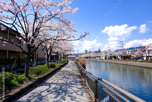 日本の春の風景 江戸川区新川千本桜