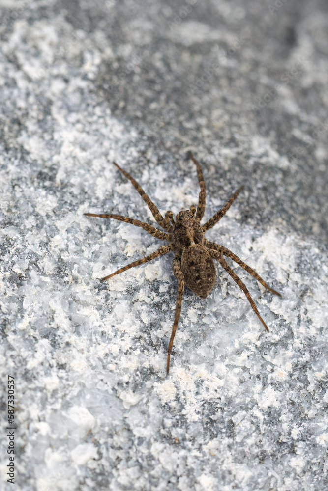 A small spider is sunbathing on a stone. A small spider is sunbathing on a stone.