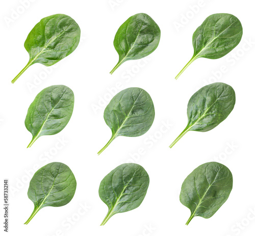 Set of spinach leaves on a white background. Isolated
