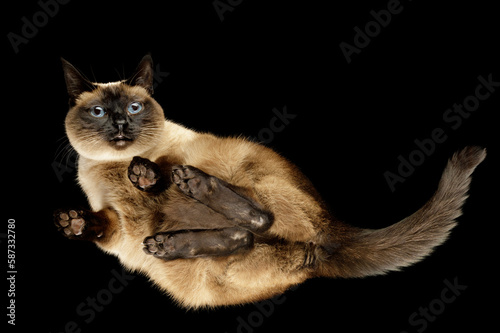 A very scared Siamese cat sits on the glass and looks down. Photo from below, on a black background