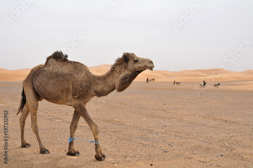 Camello en el desierto de Erg Chebbi en Marruecos