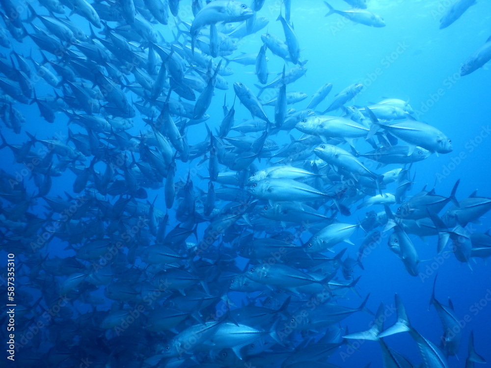 Fototapeta premium セブダイビング