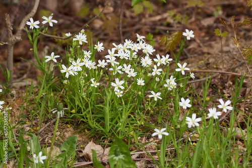 Gro  e Sternmiere  Stellaria holostea  