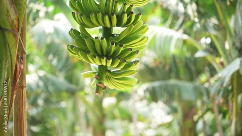 Wallpaper Mural green banana  Torontodigital.ca