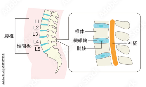 正常な腰椎の説明イラスト　拡大図