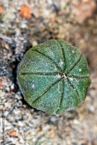 Portrait view of cactus plant. It is genus name of Cactus and speceice name of Ferocactus echidne. photo