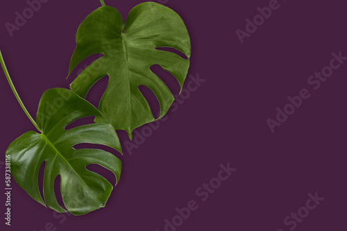 Two monstera leaves. Tropical plant foliage image. Isolated with dark purple background and drop shadow. 
