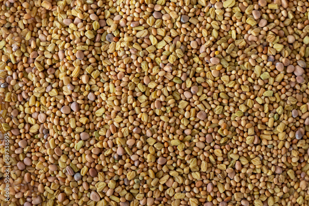 Yellow seeds for germinating microgreens or sprouts Yellow seeds for germinating microgreens or sprouts