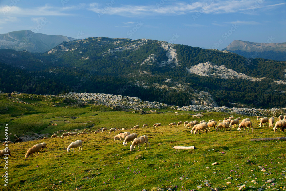Flock of sheep in the pastures of Belagua