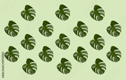 Repeating monstera leaf pattern. Tropical plant foliage abstract design on a fresh green background. 