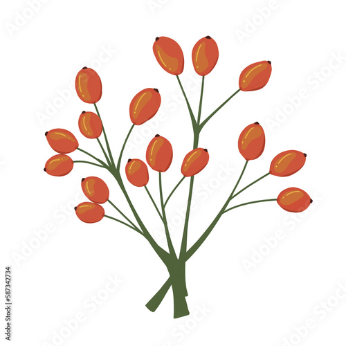 bouquet of red rose hips