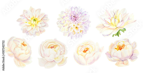 Watercolor white wedding dahlias, peonies and roses flowers DIY individual element. Hand painted realistic botanical illustration isolated on white background for cards, invitations and posters