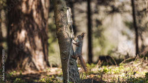 Ukraine, spring, squirrel, squirrel posing for the camera, close-up, squirrel climbing a tree.