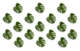 Repeating monstera leaf pattern. Tropical plant foliage abstract design png with no background. 