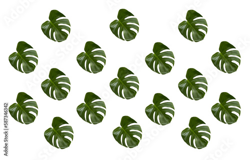 Repeating monstera leaf pattern. Tropical plant foliage abstract design png with no background. 