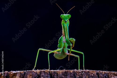 Foto The praying mantis is any insect of the order Mantodea