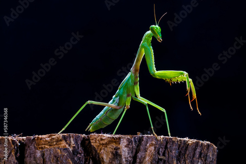 The praying mantis is any insect of the order Mantodea © lessysebastian