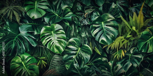 Tropische Blätter Hintergrund. Grüne Blätter der Fensterblatt (Monstera deliciosa)  photo