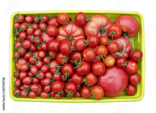 Freshly picked tomatoes in a green plastic container. © Mikołaj Rychter