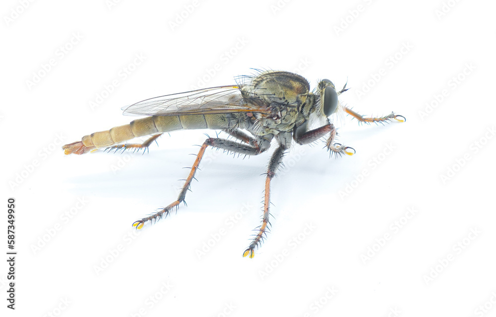 Robber fly Isolated on white background - Proctacanthus brevipennis - species in Florida. Extremely detailed macro closeup showing hairs and bristles on legs and face. Side view Robber fly Isolated on white background - Proctacanthus brevipennis - species in Florida. Extremely detailed macro closeup showing hairs and bristles on legs and face. Side view