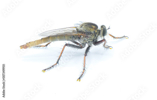Robber fly Isolated on white background - Proctacanthus brevipennis - species in Florida. Extremely detailed macro closeup showing hairs and bristles on legs and face. Side view