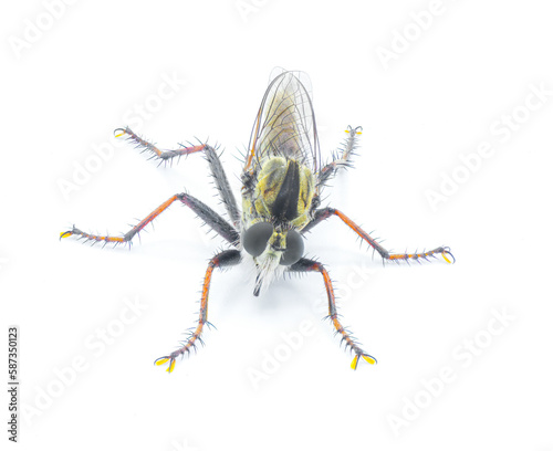 Robber fly Isolated on white background - Proctacanthus brevipennis - species in Florida.  Extremely detailed macro closeup showing hairs and bristles on legs and face. top dorsal view © Chase D’Animulls
